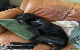 Labrador Retriever dogs for stud: Proven KC Labrador Stud in Stoke-on-Trent - Image 12