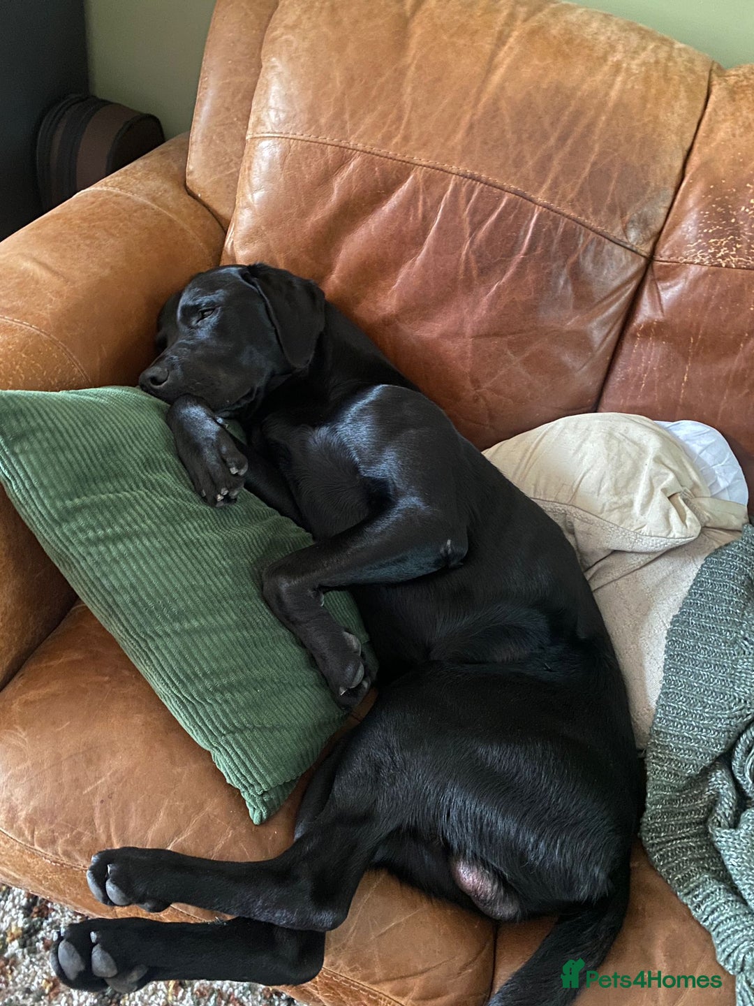 Labrador Retriever dogs for stud: Proven KC Labrador Stud in Stoke-on-Trent - Image 12