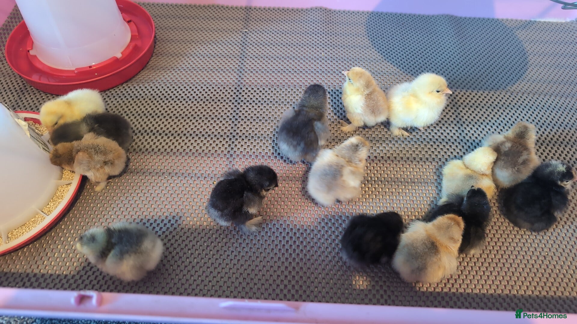 Chickens poultry Day old pekin chicks £5 each  - Advert 14