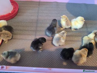 Chickens poultry Day old pekin chicks £5 each - Advert 14