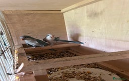 Parakeets birds for sale: Quaker parakeet  - Image 3