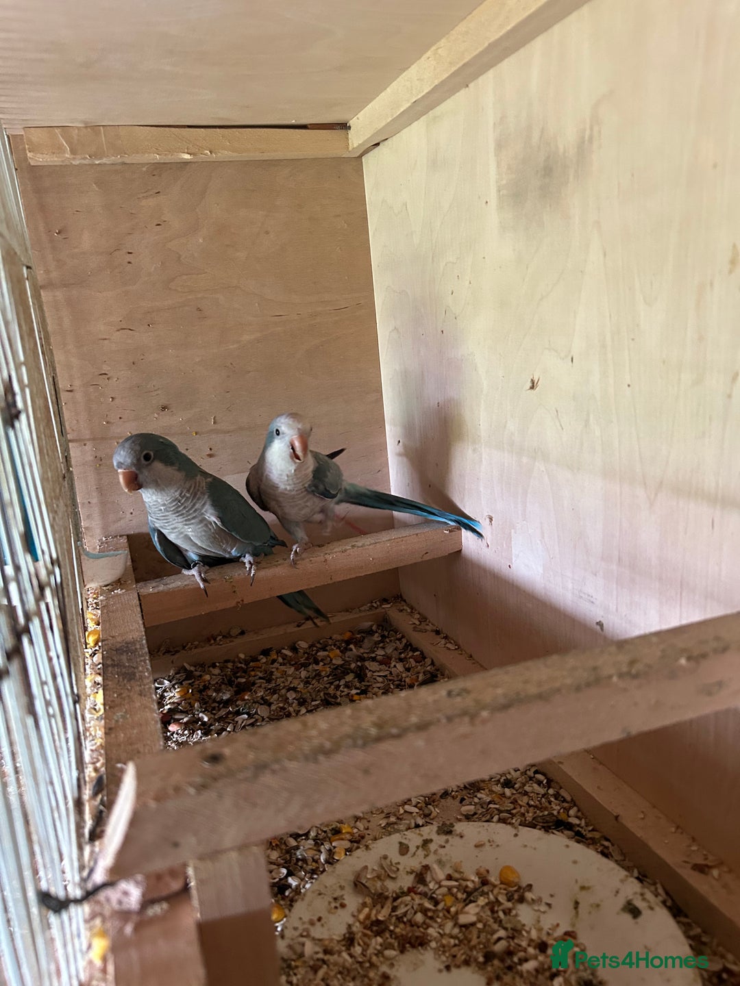 Parakeets birds for sale: Quaker parakeet  - Image 3
