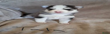 Tala