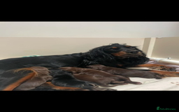 Cocker Spaniel dogs for sale: KC registered working cocker spaniels ready 23/11 - Image 20