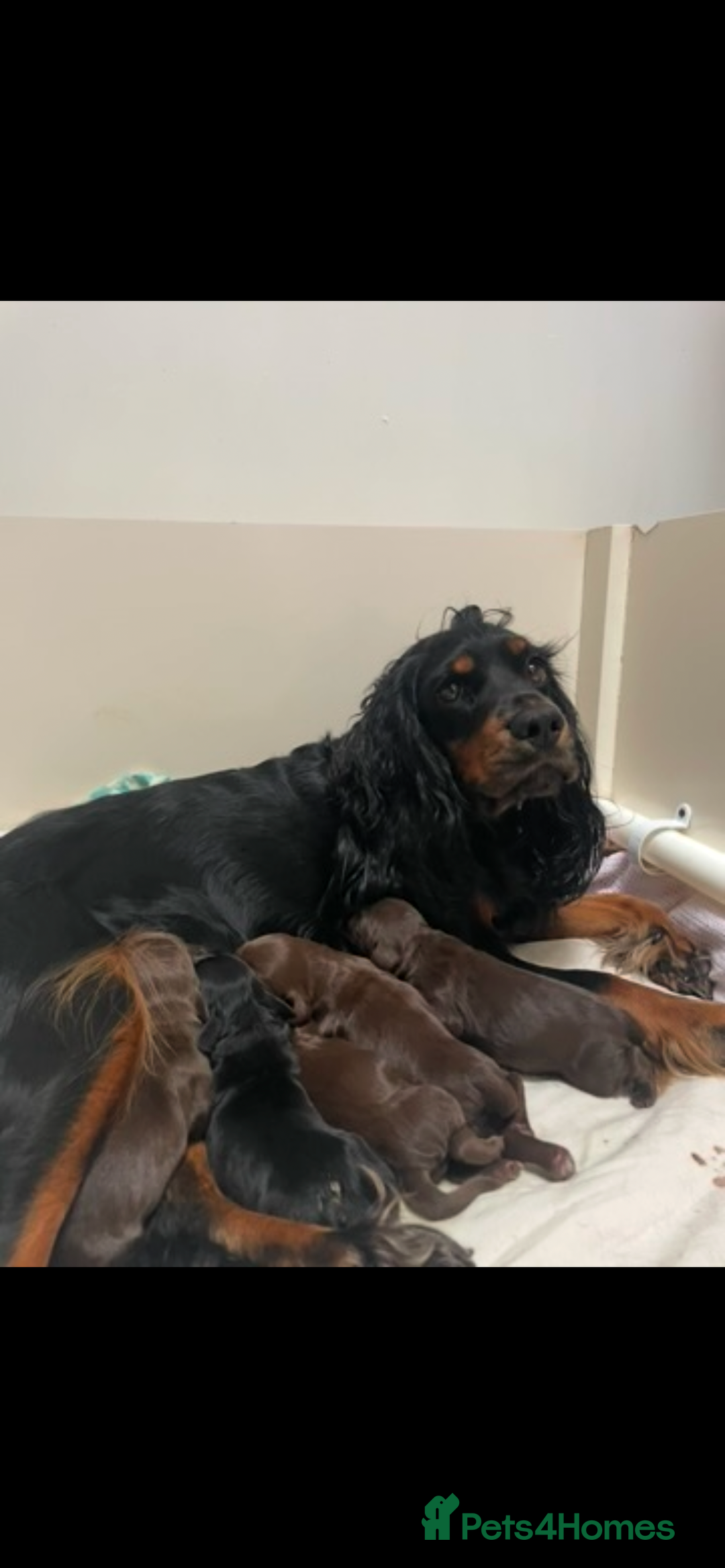 Cocker Spaniel dogs for sale: KC registered working cocker spaniels ready 23/11 - Image 20