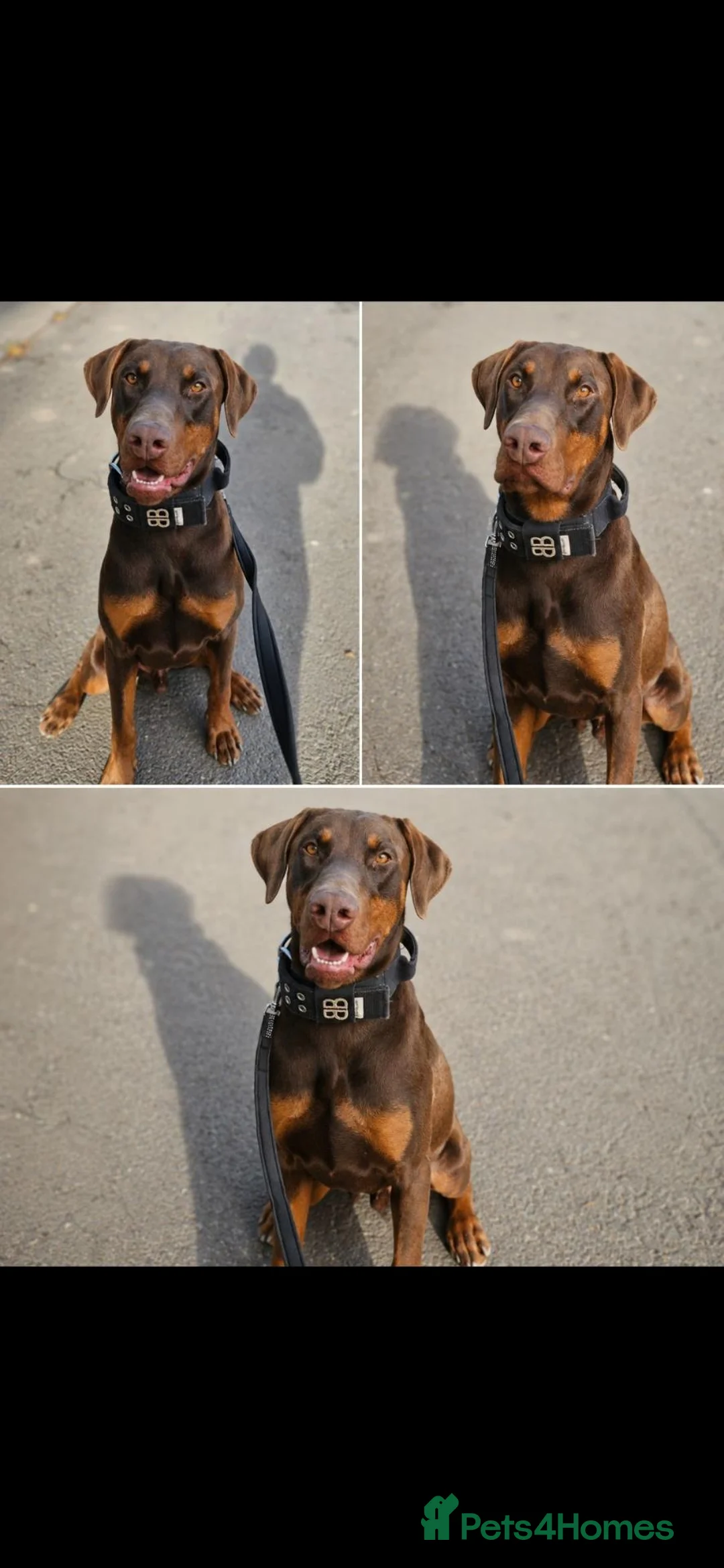 Dobermann dogs for stud: Brown imported doberman for stud duties - Advert 1