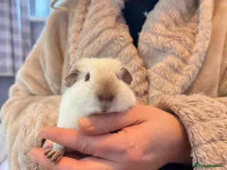 Guinea Pig rodents Beautiful male Guniea pig for sale - Advert 4