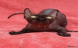 Sphynx cats for sale: Amazing kittens !!! in Maidstone - Image 5