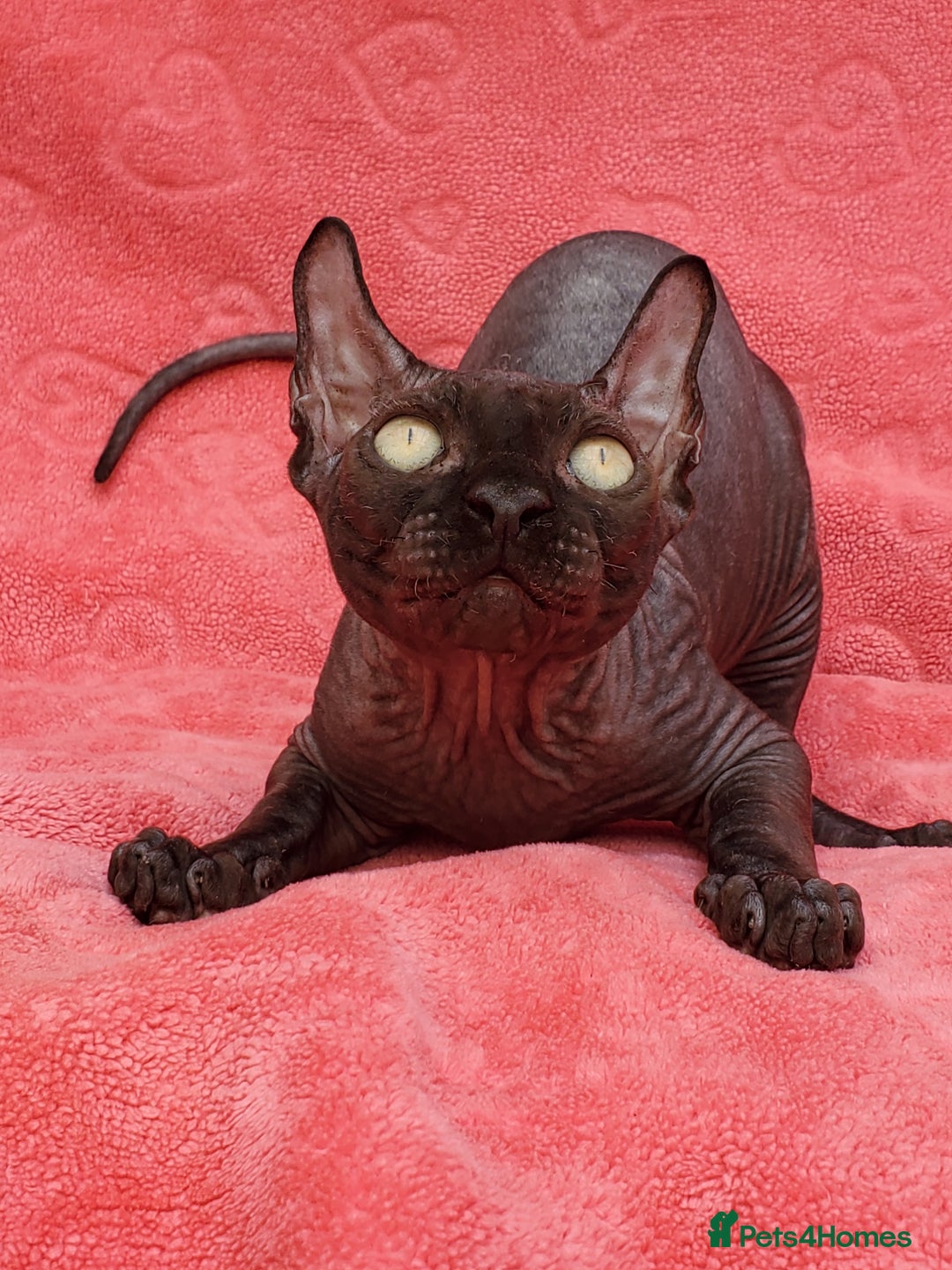 Sphynx cats for sale: Amazing kittens !!! in Maidstone - Image 5