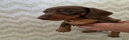 Dachshund dogs for sale: KC reg Standard Dachshund Puppies - Advert 21
