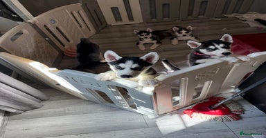 Siberian Husky dogs - Advert 12