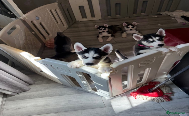 Siberian Husky dogs - Advert 1
