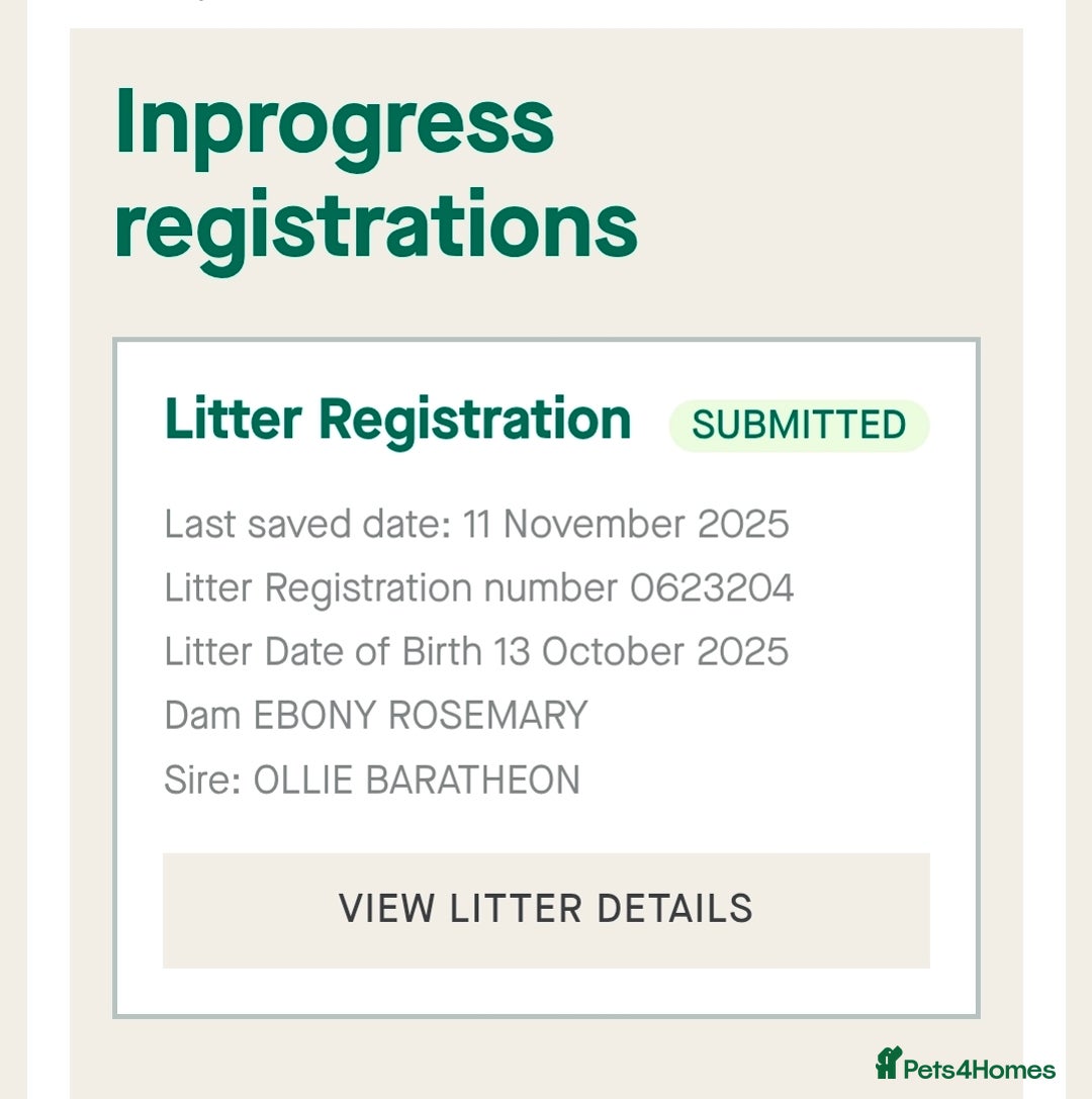 Cocker Spaniel dogs for sale: KC registered Show Cocker Spaniel  - Advert 2