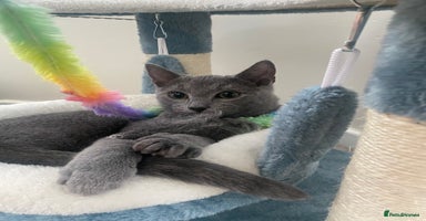 Russian Blue cats One Pure Pedigree Russian Blue Male - Advert 5