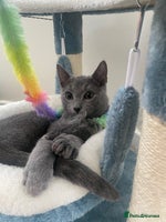 Russian Blue cats One Pure Pedigree Russian Blue Male - Advert 2