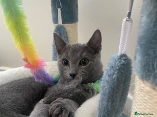 Russian Blue cats - Advert 1