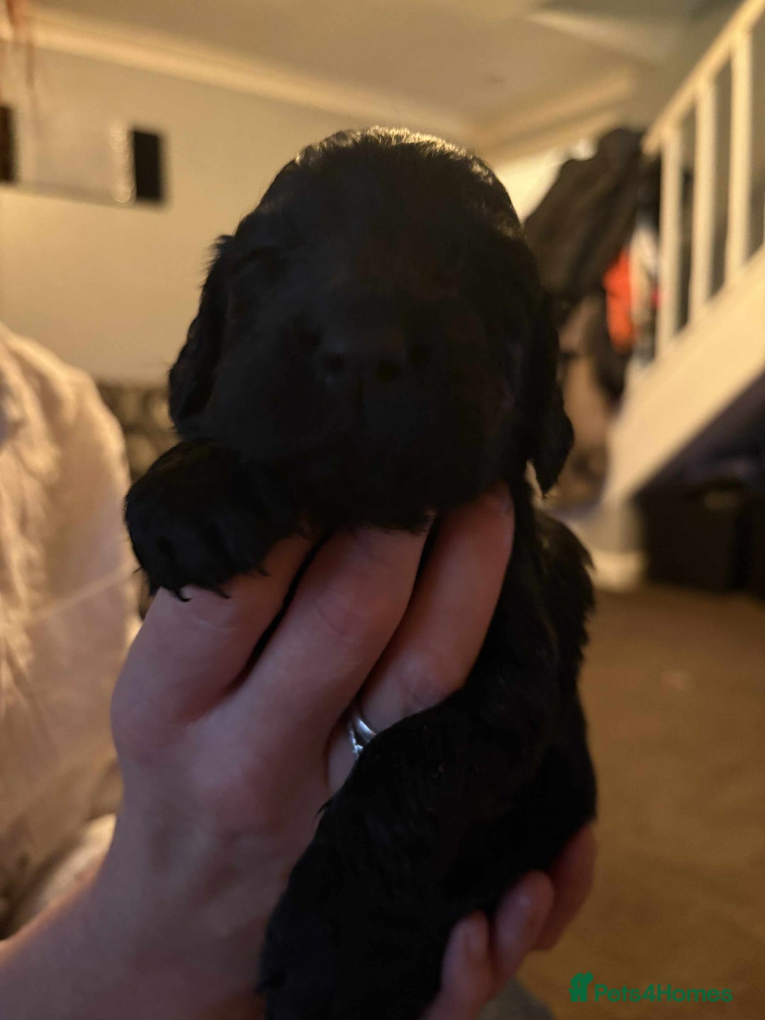 Cockapoo dogs for sale: Stunning litter of cockapoos  - Advert 35