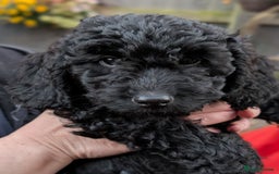 Australian Labradoodle dogs for sale: Ready Now !  Miniature Australian Labradoodles - Image 31