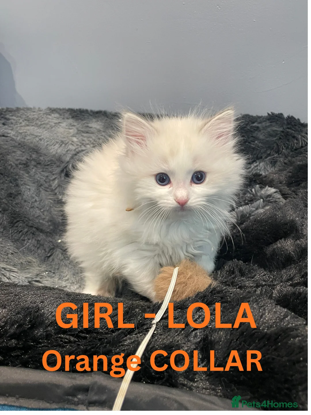 Ragdoll cats for sale: 4 lovely Blue Lynx Bicolour Ragdolls Kittens - Advert 10