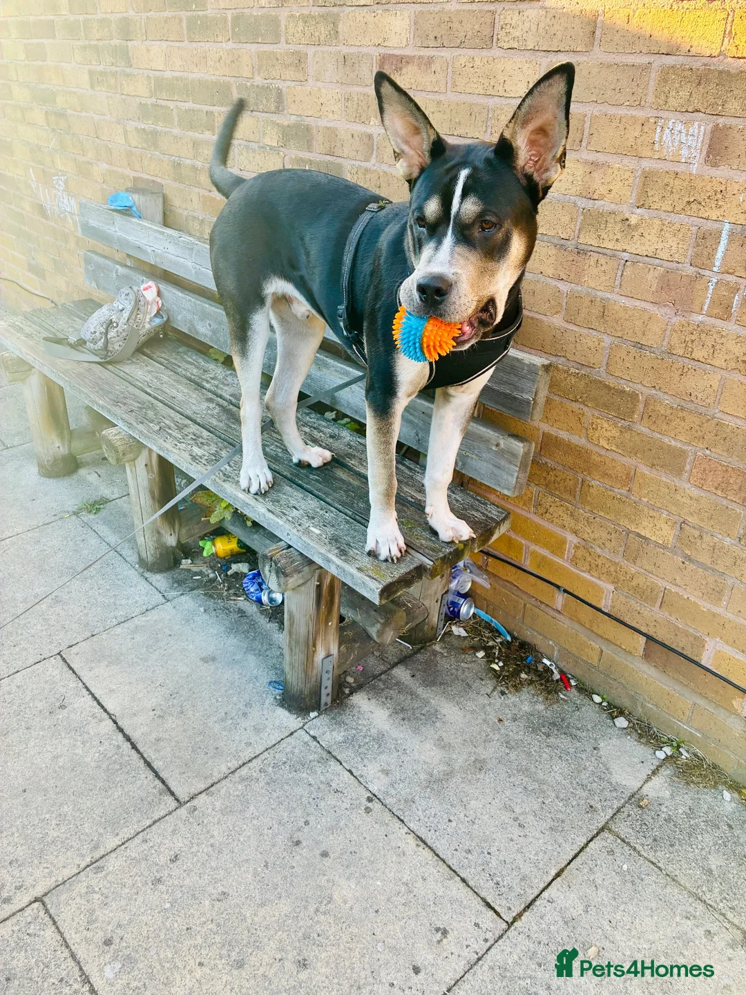 Mixed Breed dogs for sale: Shadow  - Advert 2