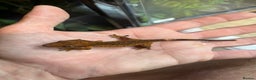 Gecko reptiles for sale: Various crested geckos and gargoyles - Advert 11