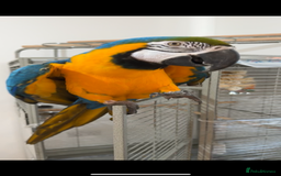 Macaws birds for sale: Beautiful blue and gold macaw Age 2  - Image 9