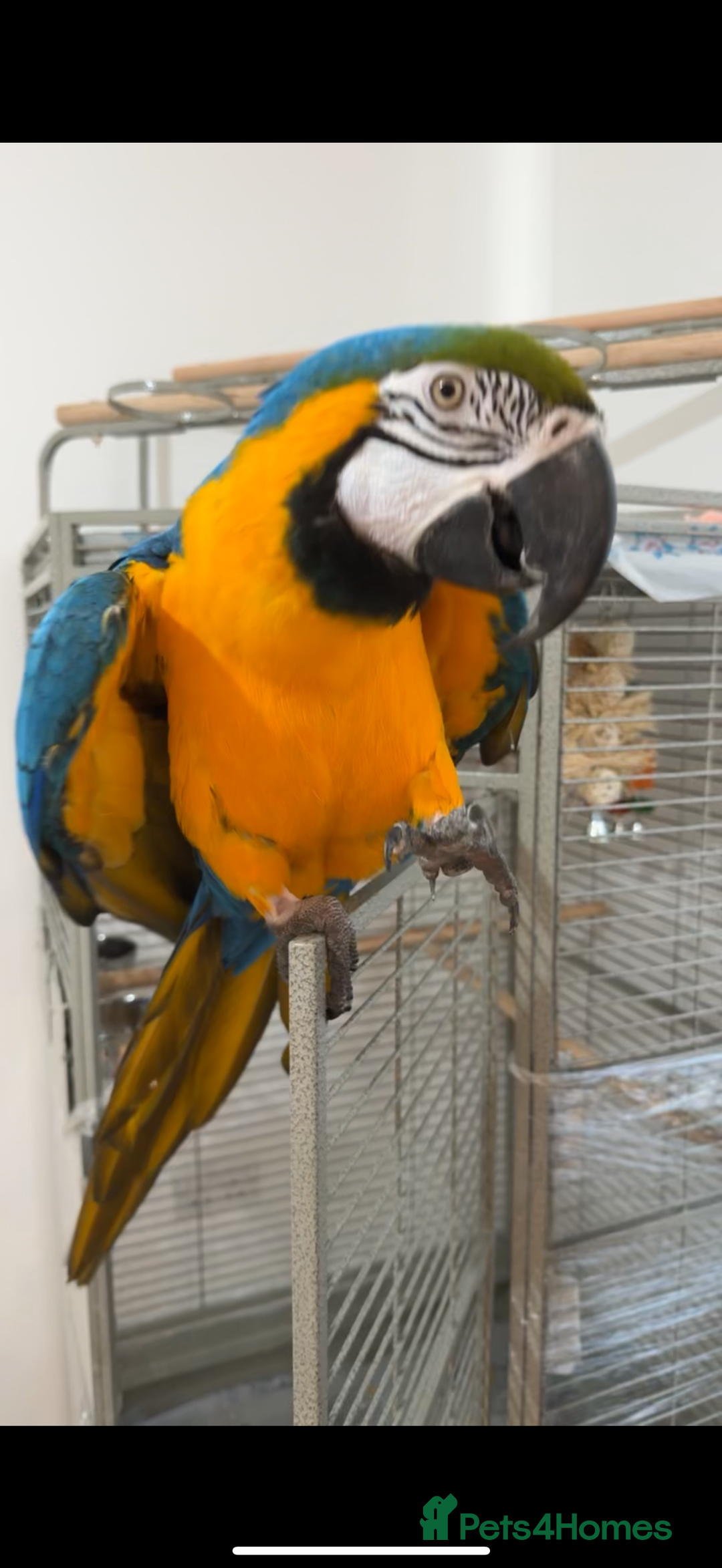 Macaws birds for sale: Beautiful blue and gold macaw Age 2  - Image 9