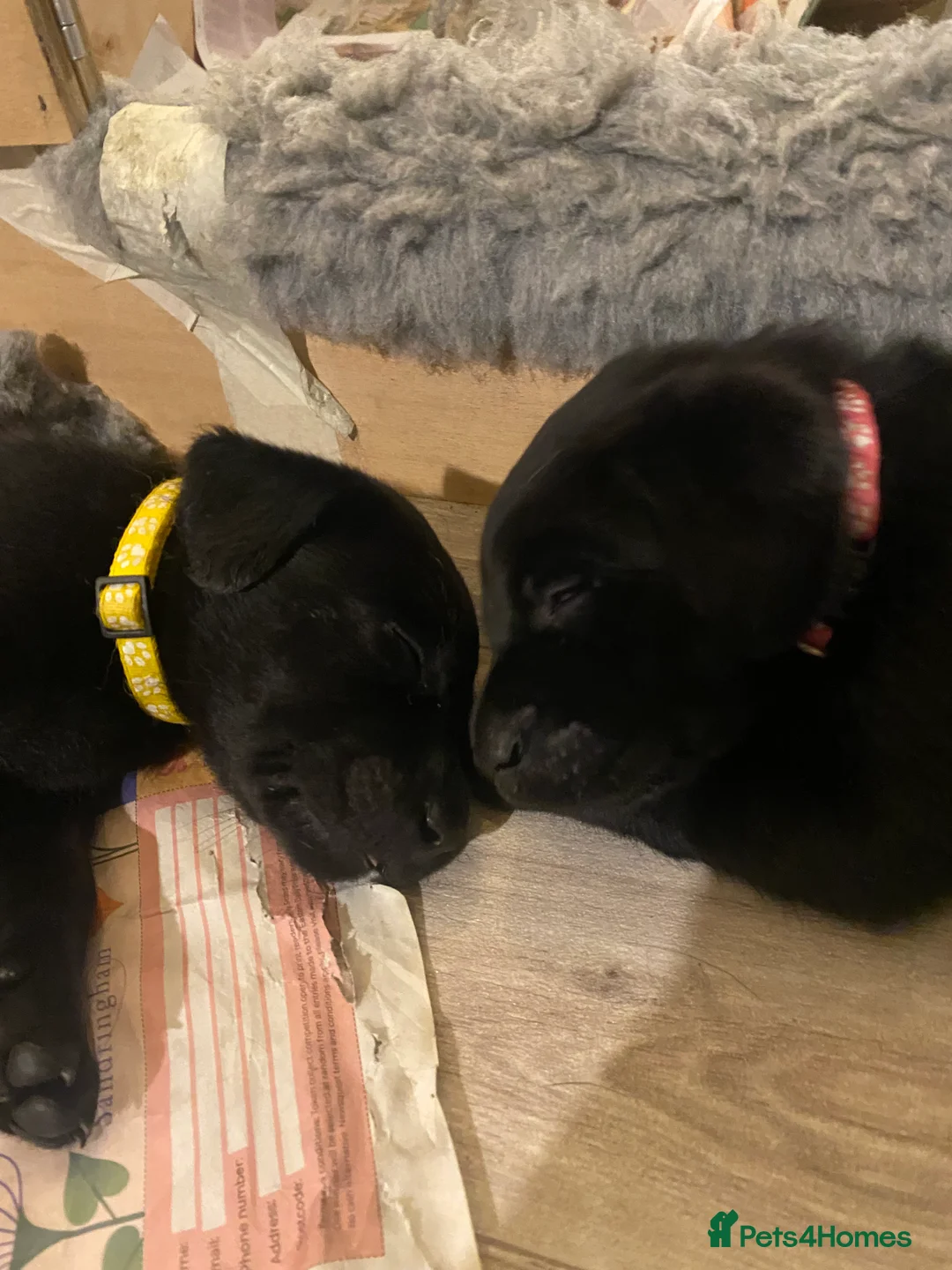 Labrador Retriever dogs for sale: Fully Health Tested KC Registered Labrador Puppy - Advert 6