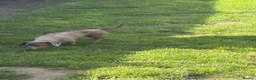 Miniature Dachshund dogs for sale: Miniature dachshund  - Advert 1