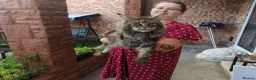 Maine Coon cats for stud: TICA REGISTERED MAINE COON STUD - Advert 1