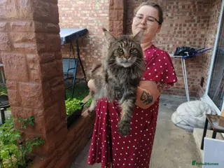 Maine Coon cats TICA REGISTERED MAINE COON STUD - Advert 11