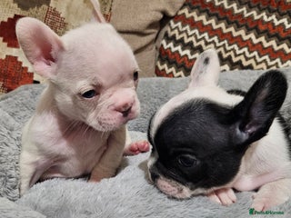 French Bulldog dogs 🩷 2 Female French Bulldog Puppies – 8 Weeks 🩷 - Advert 11