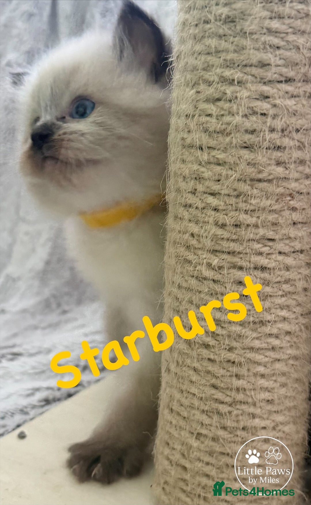 Ragdoll cats for sale: GCCF Exceptional Pedigree Ragdolls 🌸 - Advert 20