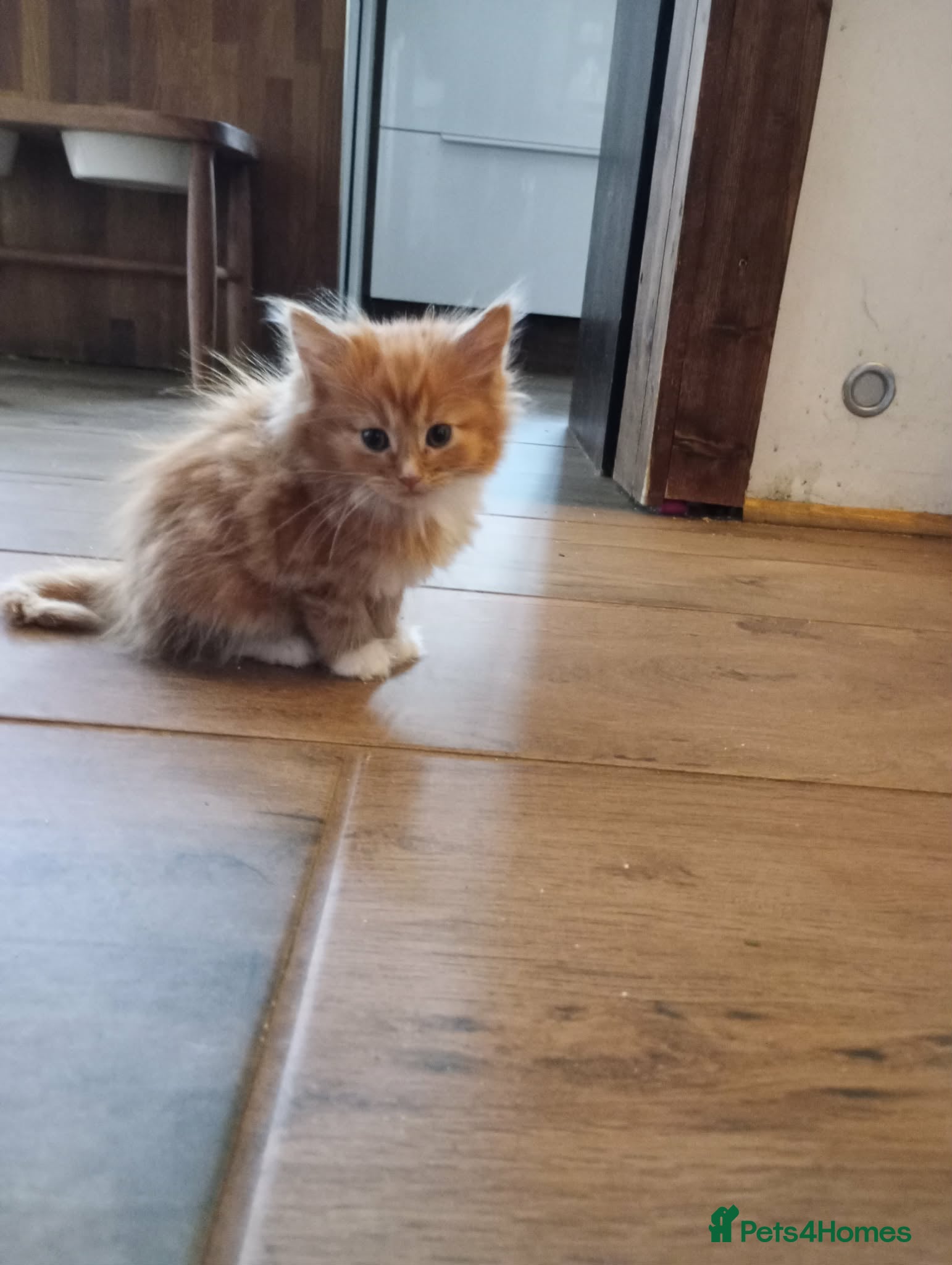 Maine Coon cats Maine coon  xxx - Advert 2