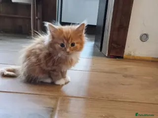 Maine Coon cats Maine coon xxx - Advert 16