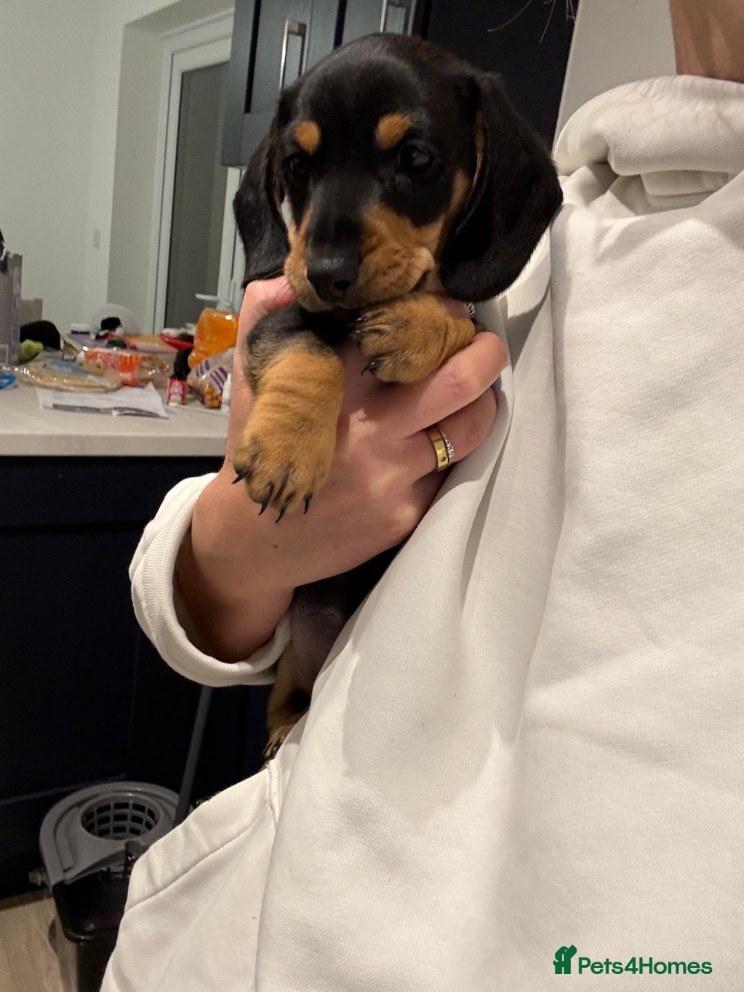 Miniature Dachshund dogs for sale: READY TO LEAVE KC Pedigree Miniature dachshunds - Advert 20