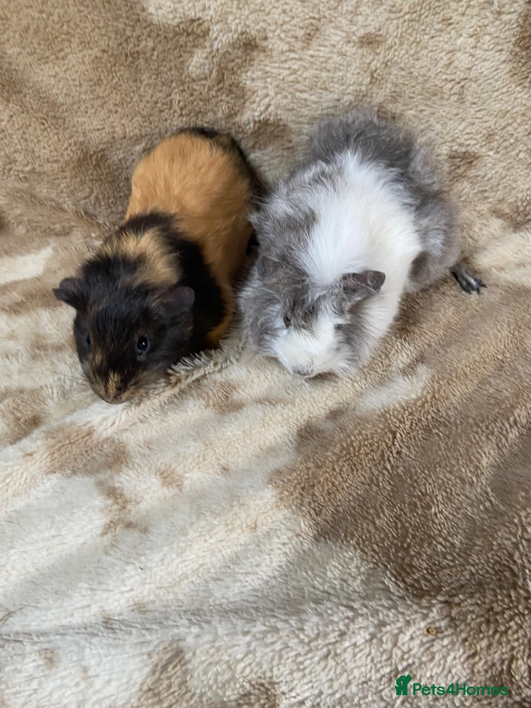 Guinea Pig rodents for sale: Baby Female Guinea Pigs For Sale  - Advert 2