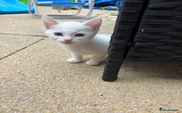 Ragdoll cats for sale: Kittens  - Image 6