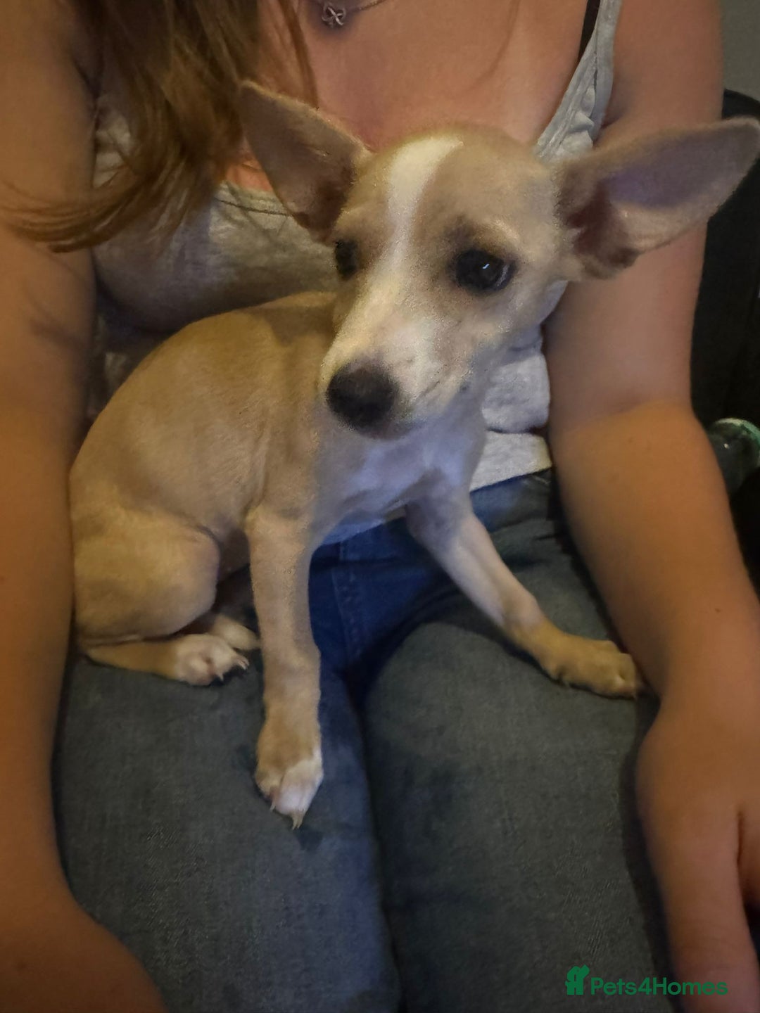 Mixed Breed dogs for sale: Dachshund crossed Jack Russell Chihuahua Puppies!  - Image 11