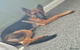 German Shepherd dogs for sale: German Shepherd for sale - Image 2
