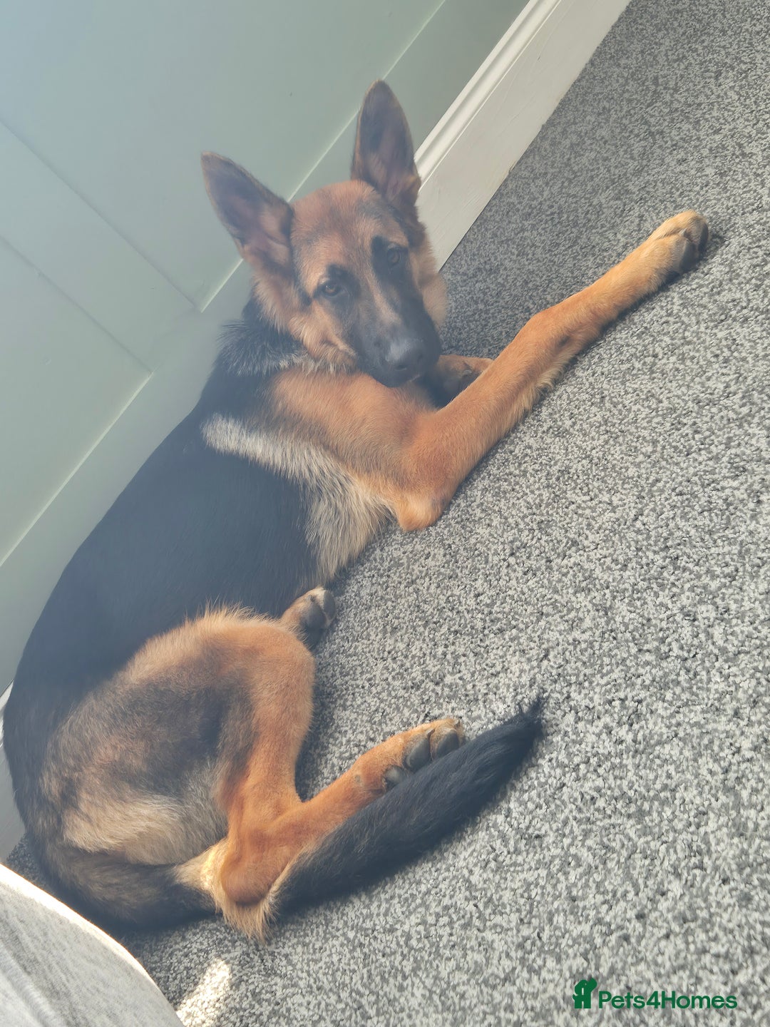 German Shepherd dogs for sale: German Shepherd for sale - Image 2