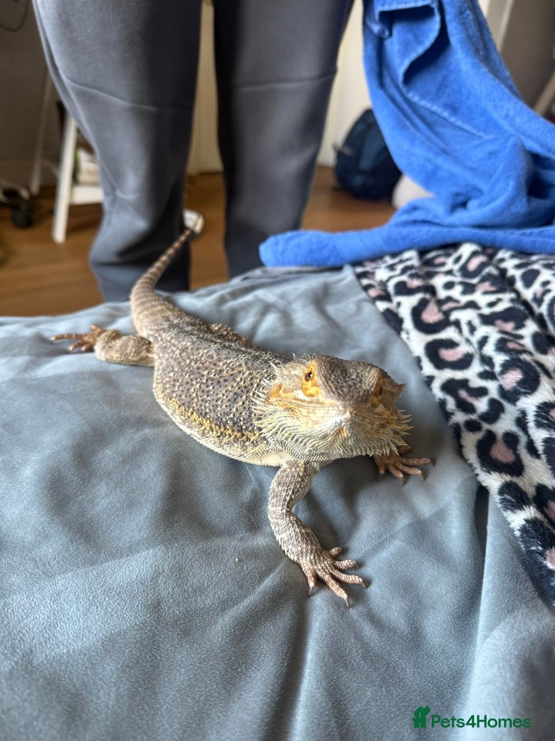 Bearded Dragon reptiles for sale: Bearded dragon + cage  - Image 3