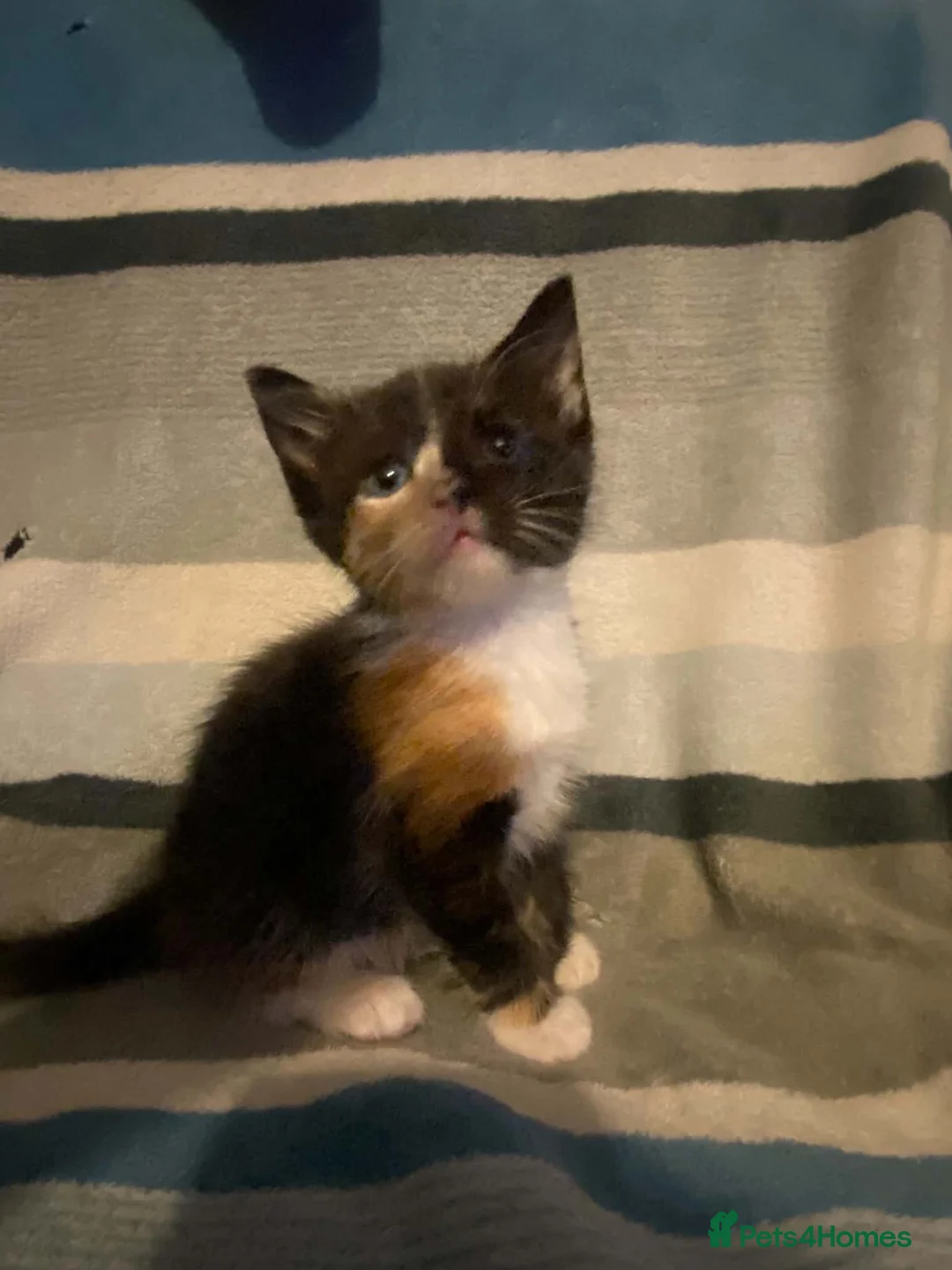 Mixed Breed cats for sale: Ragdoll mum and ginger dad  in Boston - Advert 2