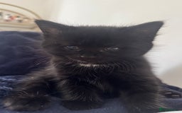 Domestic Shorthair cats for sale: Adorable 6WeekOld Kittens Looking for Loving Home. - Image 5