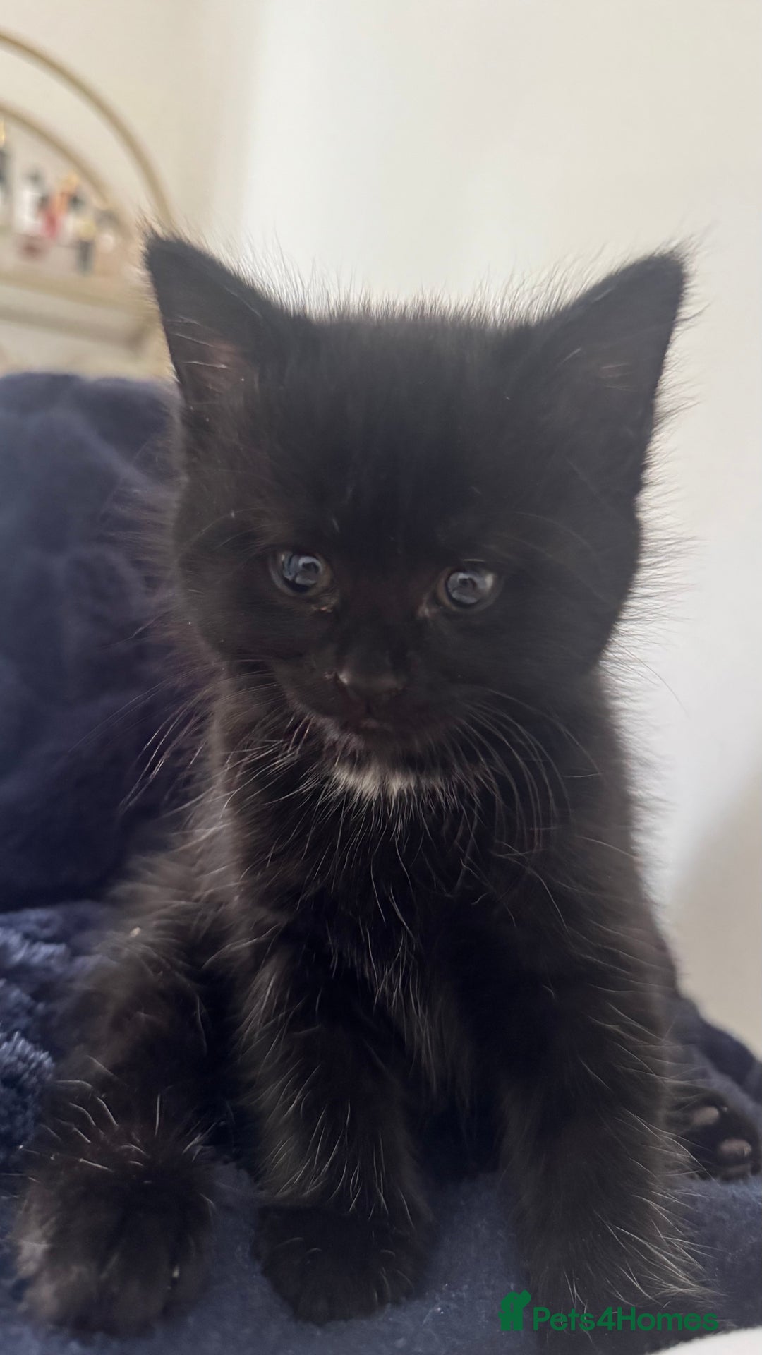Domestic Shorthair cats for sale: Adorable 6WeekOld Kittens Looking for Loving Home. - Image 5