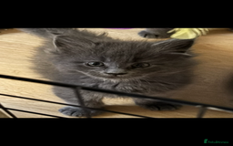 Maine Coon cats for sale: Gccf reg Maine coon kittens - Image 4