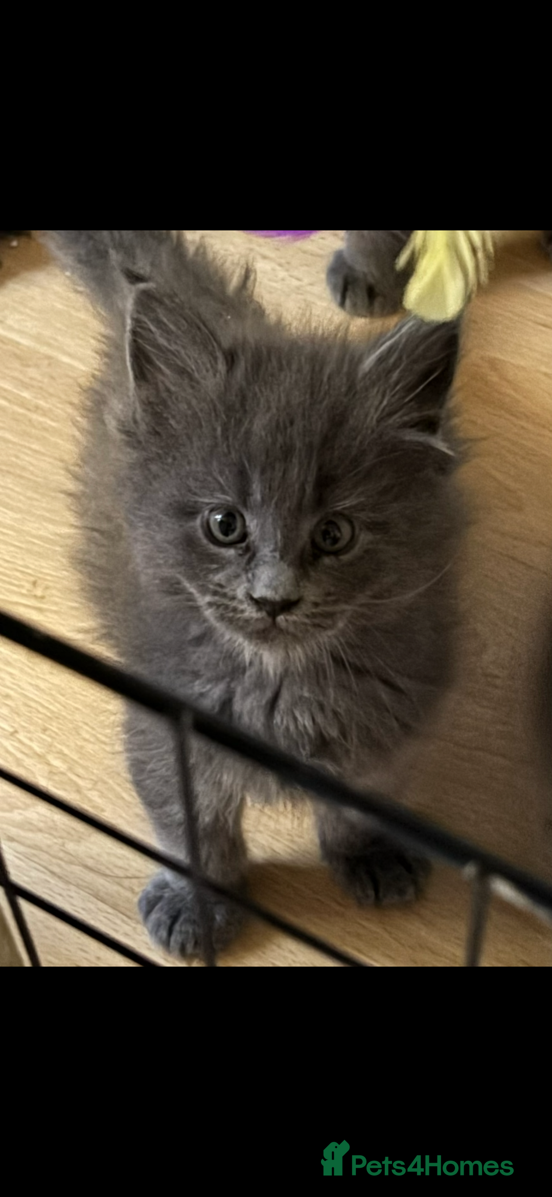 Maine Coon cats for sale: Gccf reg Maine coon kittens - Image 4