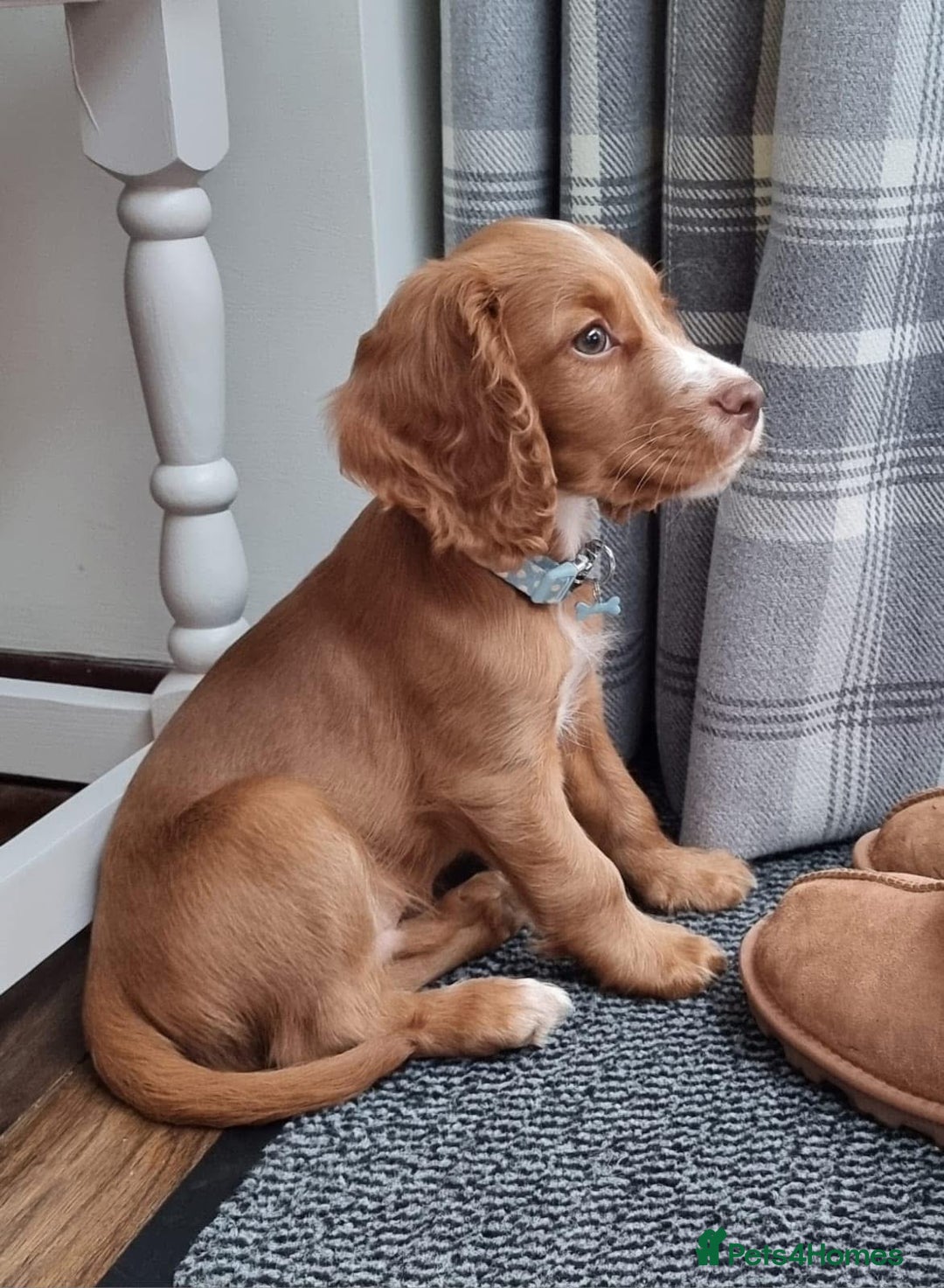 Cocker Spaniel dogs for stud: FOR STUD KC working cocker, Fully Health tested  in King's Lynn - Advert 6