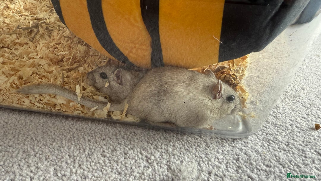Gerbil rodents for sale: Gerbils needing a new home - Image 2
