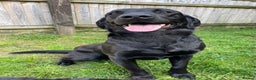 Labrador Retriever dogs for stud: Black Labrador Stud dog in Christchurch - Advert 3